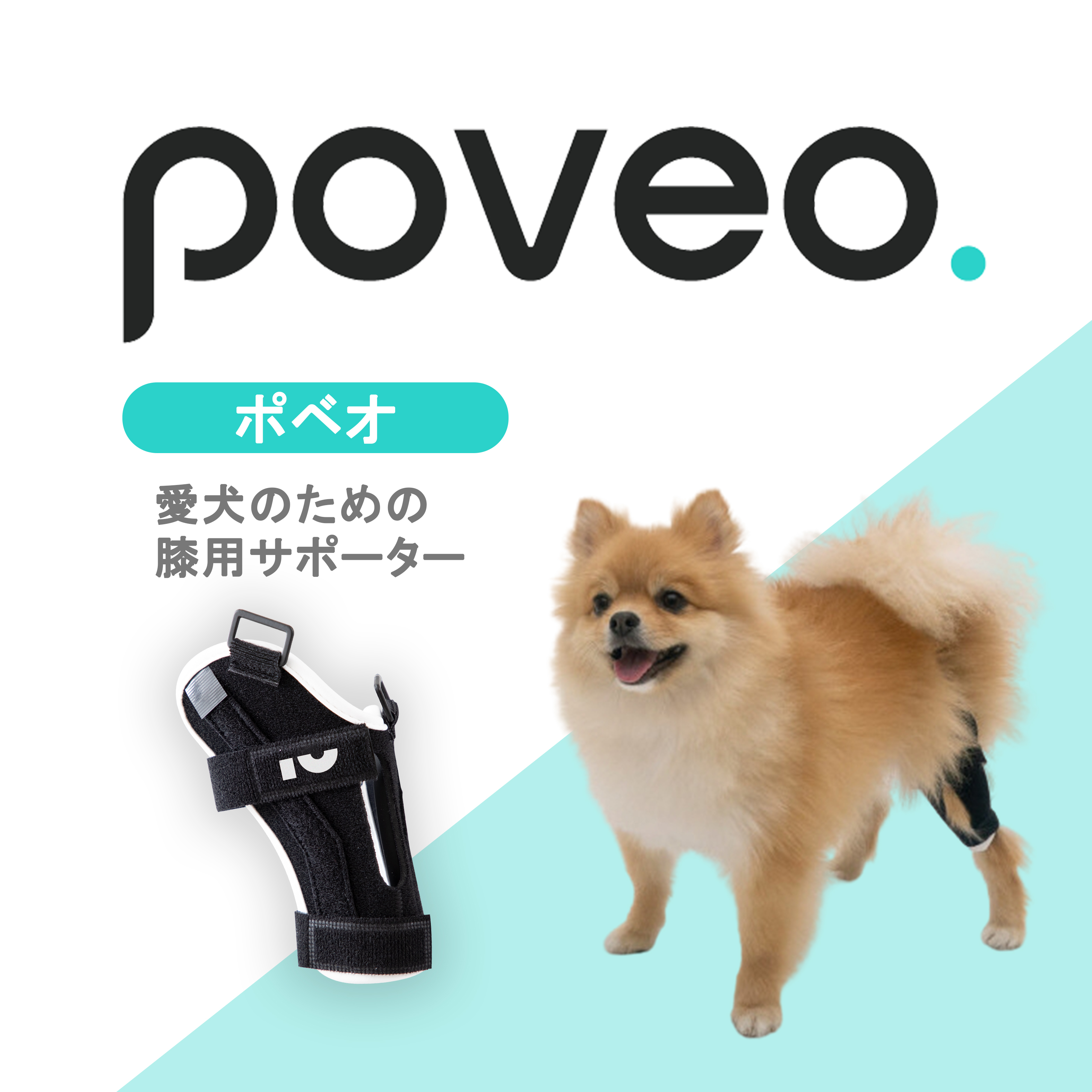 Poveo Japan わんちゃんたちは足の関節にある 膝蓋骨を脱臼してしまうことが多いんです その脱臼しやすい膝蓋骨を 保護するために必要なのが 膝蓋骨サポーター ポベオ T Co 0wxi9j5mpn Poveo 犬のいる暮らし ポメラニアン ダックスフンド