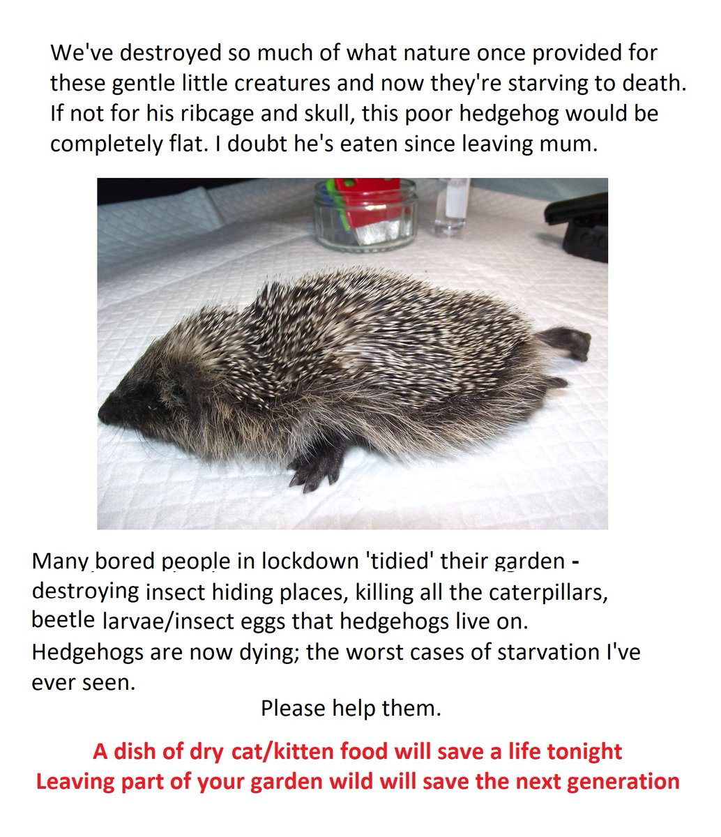 HedgehogCabin's tweet photo. May born babies will be leaving the nest and striking out on their own now, and are really vulnerable. Natural food is so scarce, many will perish. 
Even if you don't know there are hedgehogs in your area, please put out food and water. This small act of kindness will save lives. https://t.co/idvoyqMfa3