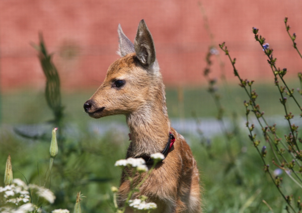 самарский зоопарк. дикая коза самара. косуля самара. дикая коза самара. питомник в самаре.