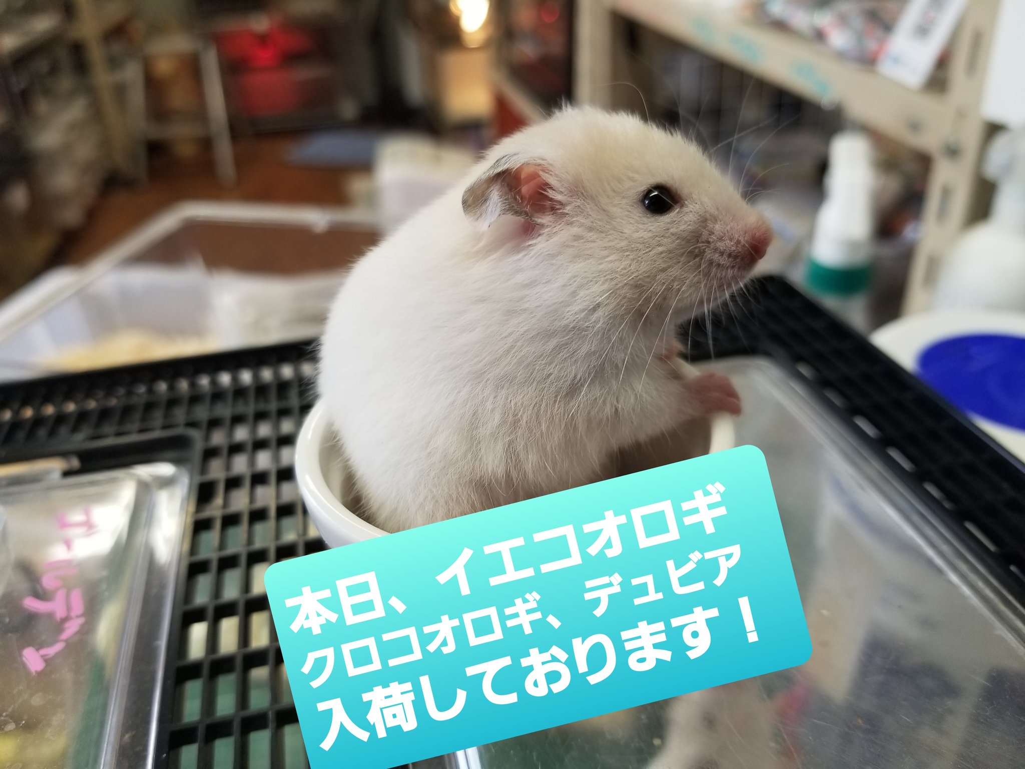 らぶぴーす 8 1湘南7 8jrs ご来店の際は マスク着用をお願いします クロコオロギ販売 T Co Pge1pnswja Twitter