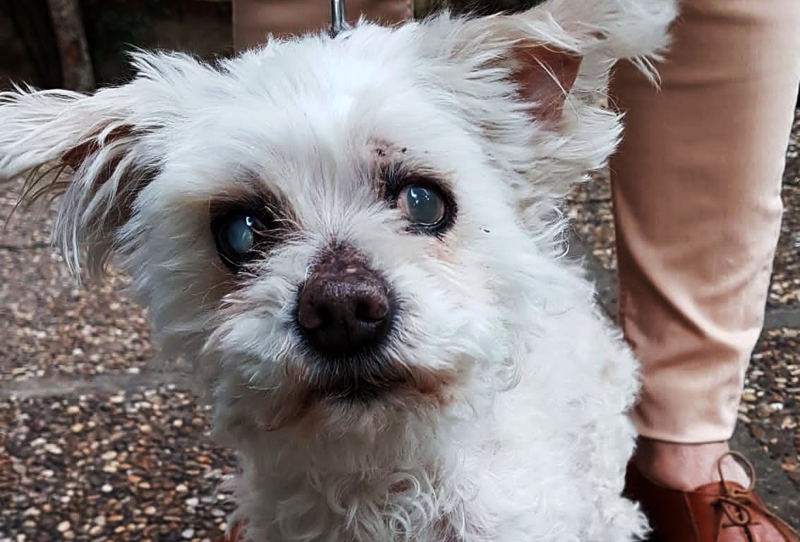 #COCO (14 AÑITOS) ZARAGOZA
Un abandono😭
Es BUENISIMO, MUY CARIÑOSO, NO da un ruido!!!! 
Está #cieguito y #sordo
Ha estado encerrado por lo que a veces se hace pipí en casa, pero poquito a poco se irá acostumbrando 

adalazaragoza@gmail.com