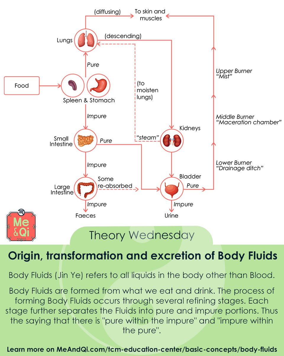Theory Wednesday! Today we look at the origin, transformation and excretion of Body Fluids: meandqi.com/tcm-education-…

#TCM #acupuncture #herbs #herbalism #naturalist #naturalbody #natural #naturelover