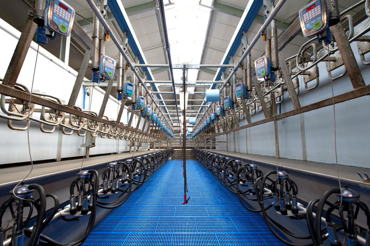 FullwoodPackoUK's tweet photo. Our Quick Series parlours are used all over the world for their efficient, stress-free milking. With greater accessibility and durable design, it’s the perfect environment for productive milking 🥛 #everydropcounts 

#ConventionalMilking #MilkingSolutions #FullwoodPackoUK https://t.co/bjOLTXppjf