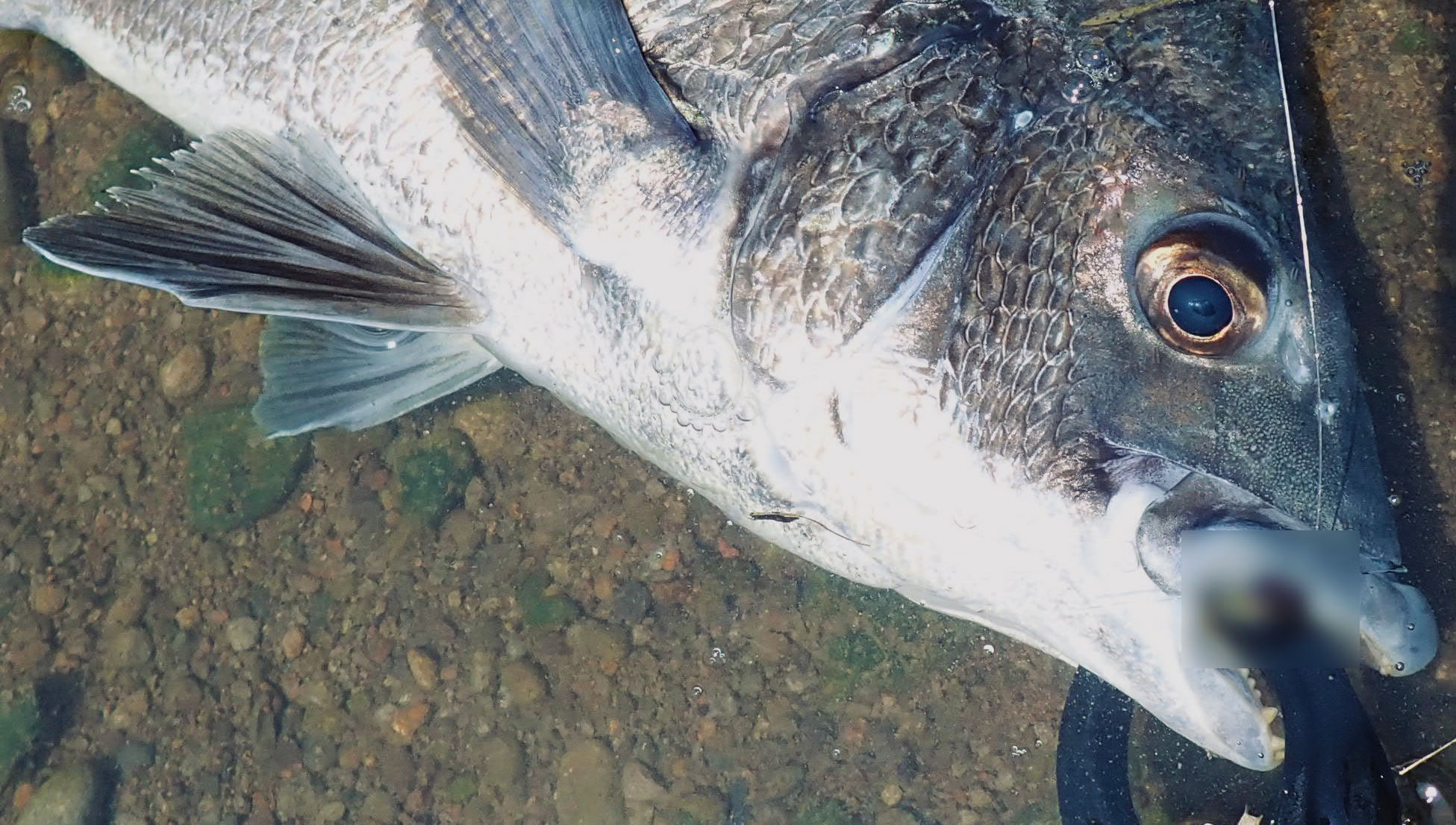 Underwater Fly Fishing Concierge Service Underwtrfly Twitter