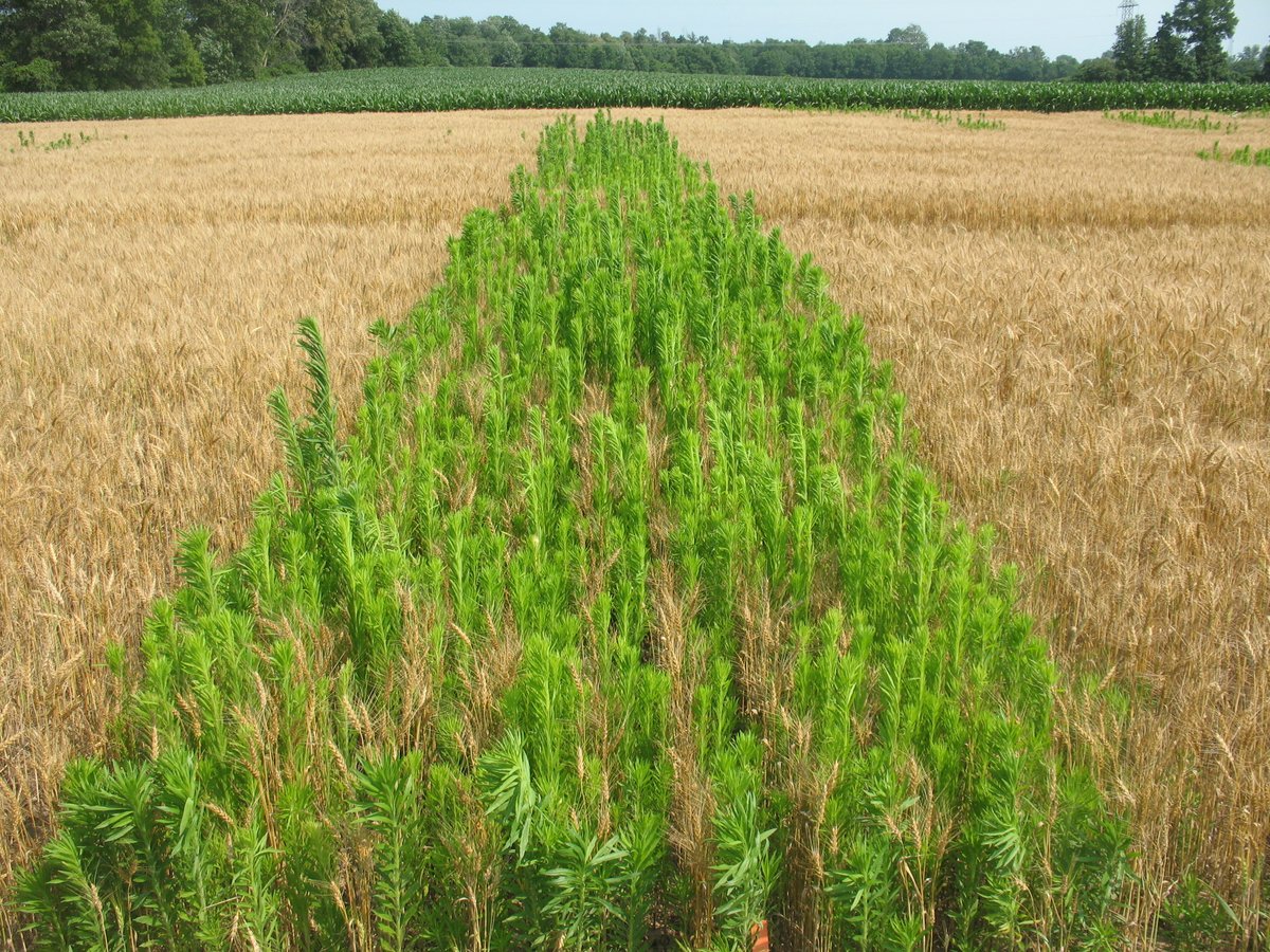 psikkema1's tweet photo. Excellent control of GR Canada fleabane in winter wheat with Infinity and Infinity FX. Left - Weedy Control. Upper right - Infinity. Lower right - Infinity FX. https://t.co/jyV3hObE3I