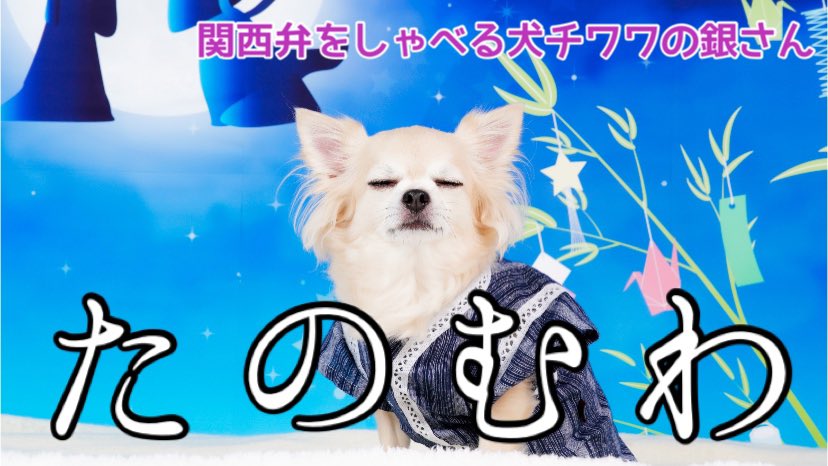 Tweets With Replies By チワワの銀さん Tiwawanoginsan Twitter