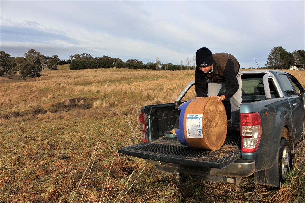 SweetProAus's tweet image. Rolling out the lick blocks.It's well known that all our SweetPro blocks support animal health and feed efficiencies but did know these beauties also deliver fuel and labour savings? 
 #ausag