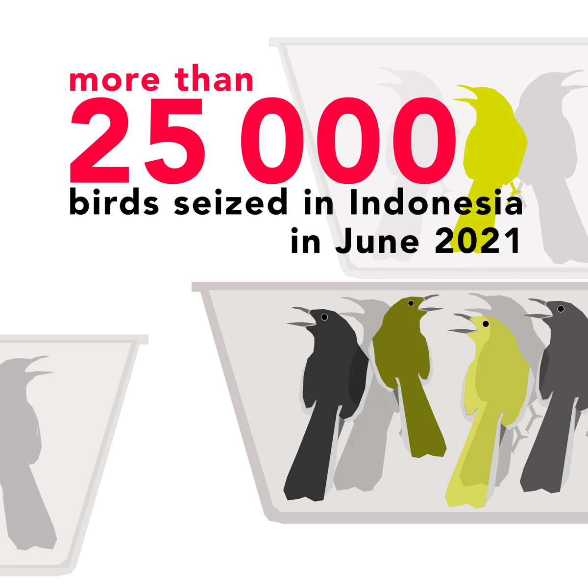 IUCN_Songbirds tweet media