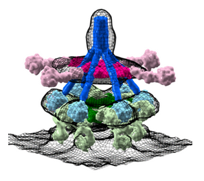 EMDB_EMPIAR's tweet photo. #TeamTomo struck right from the beginning with EMPIAR-10009 (https://t.co/WFN1jbupBg) showing this spectacular C1-IgG complex (https://t.co/7sBAvSOiY5)!!! Pioneered by lab Pareen and lab Gros @Bijvoet_Centre in Utrecht! #EMDB_EMPIAR #WeLoveTomography #TeamTomoStrikesBack https://t.co/fsAV4RLuZx