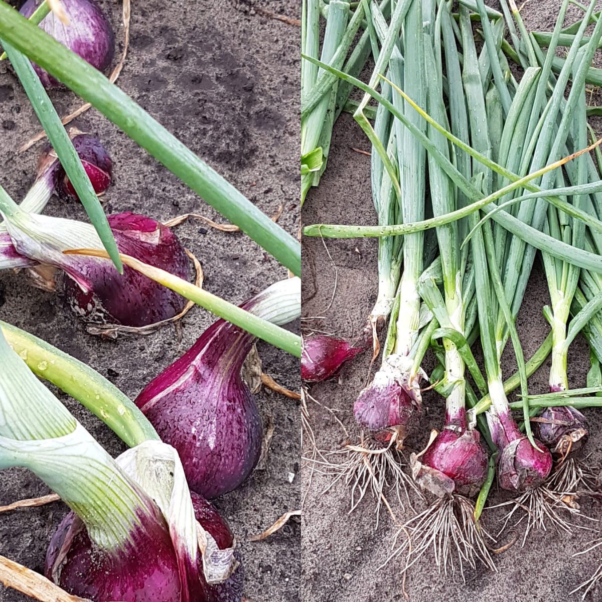 Quality inside Red Light onion sets almost ready for harvest!