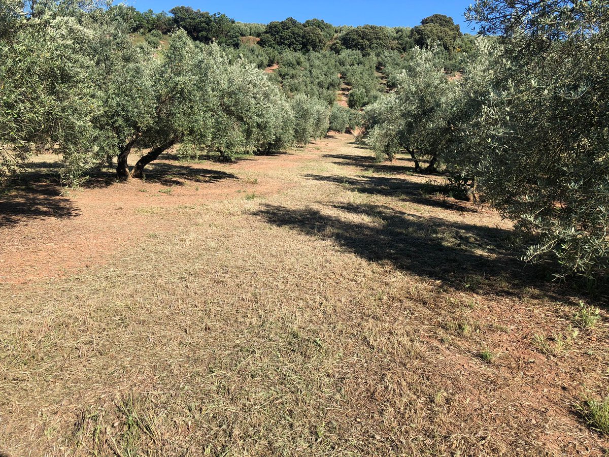 conde_onde's tweet photo. 🤎 Día de la Conservación de los Suelos 🌍

🗣️ Las Buenas Prácticas Agrícolas adoptadas en nuestros olivares ayudan a mitigar el cambio climático 💯

🆓 Respeta lo que realmente nos alimenta a los seres vivos de este planeta 👉🏼 EL SUELO ✅ https://t.co/ZxgGPBYFG4