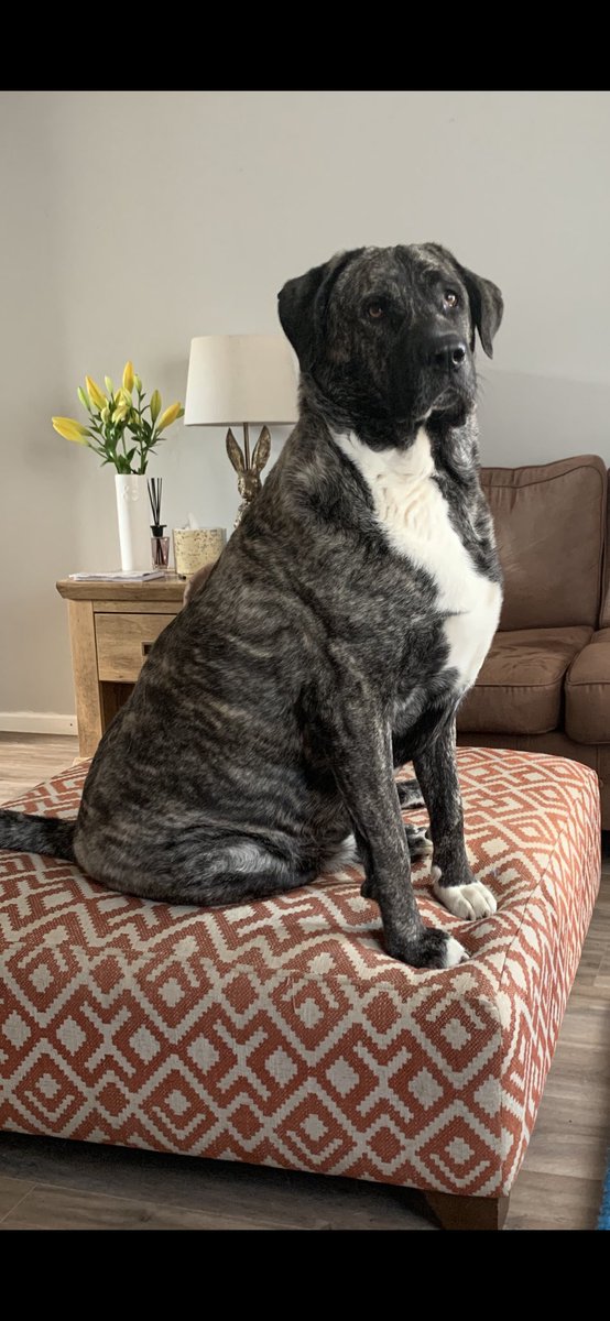 PigottDarren's tweet photo. @Harlequins @JoeMarler From one Marler to another. Happy birthday Joe.
Sad as it is i named my dog after you. 
My other one is named Leonard. Any one spotting a theme https://t.co/XPHd45Gq1b. https://t.co/AVOnnvfL3e
