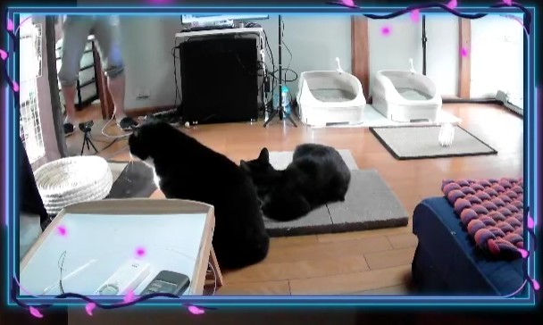 nekotetsu_2021's tweet image. 黒助のシャーシャーの回数が少し減った気がする(ΦωΦ)ご飯の準備待ちをするようになったから少しは変わったのかな~☀

#ねこ #TwitterStream