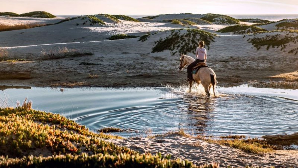 Planning to take advantage of an upcoming bank holiday or just plan to spend some days having fun on a #horseriding weekend break in the #USA? 
In this article, we share some fantastic choices for all levels of riders:
bit.ly/2RQLsro