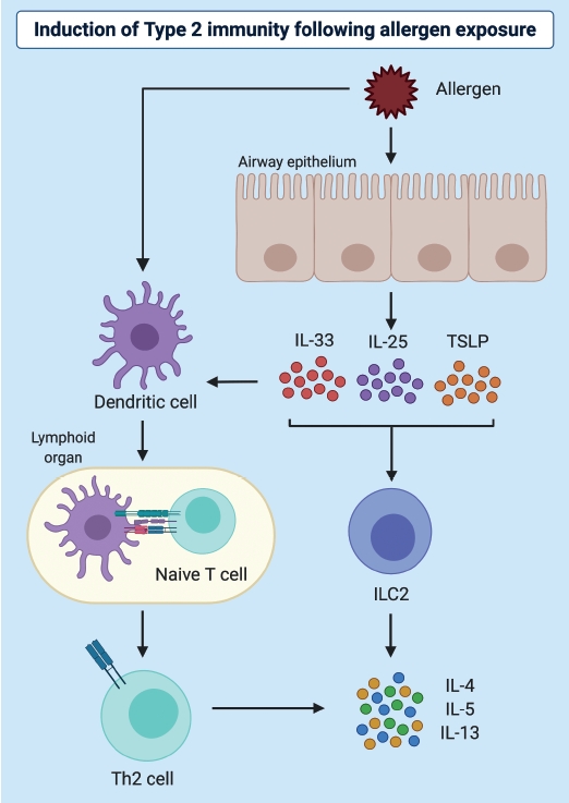 EAACI (@eaaci_hq) on Twitter photo Joshua F. E. Koenig from the <a href="/Jordana_Lab/">Jordana-Waserman Lab</a> at <a href="/McMasterU/">McMaster University</a> explains a novel #alarmin involved in #allergic responses. A “Groundbreaking Discoveries in Immunology” article. #Allergy_Journal
🔗 onlinelibrary.wiley.com/doi/epdf/10.11… Joshua F. E. Koenig from the <a href="/Jordana_Lab/">Jordana-Waserman Lab</a> at <a href="/McMasterU/">McMaster University</a> explains a novel #alarmin involved in #allergic responses. A “Groundbreaking Discoveries in Immunology” article. #Allergy_Journal
🔗 onlinelibrary.wiley.com/doi/epdf/10.11…