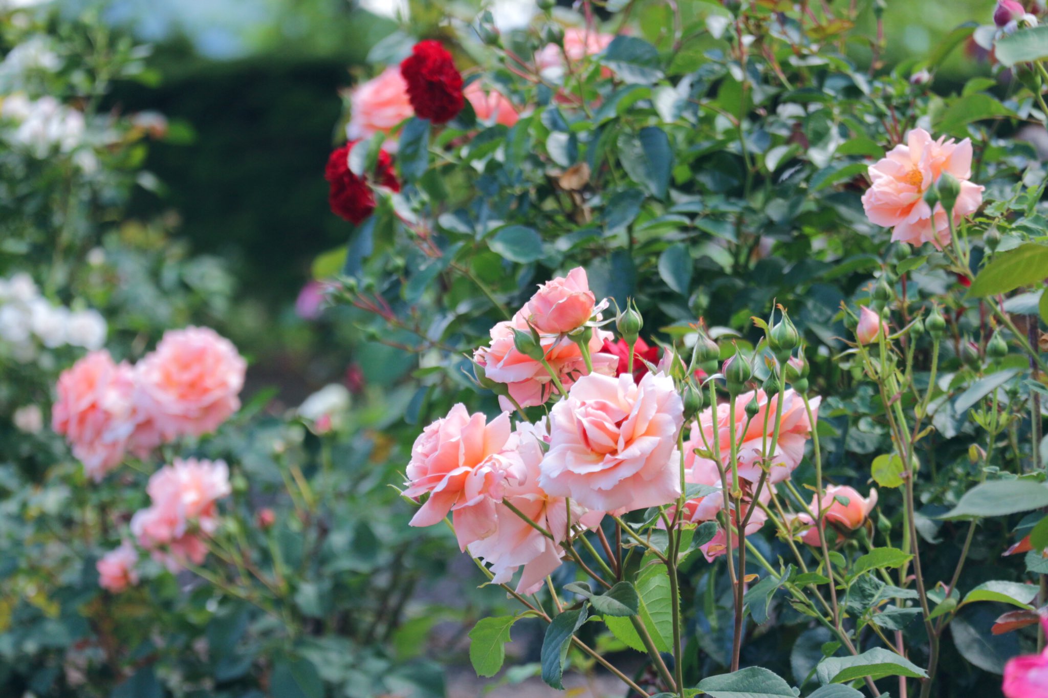 Nao 薔薇も見頃で綺麗だった𓂃 𓈒𓏸 バラ アプリコットキャンディ Photo Photograghy Flowerphotography 写真好きな人と繋がりたい 北海道 花 T Co X60qnmcgsl Twitter