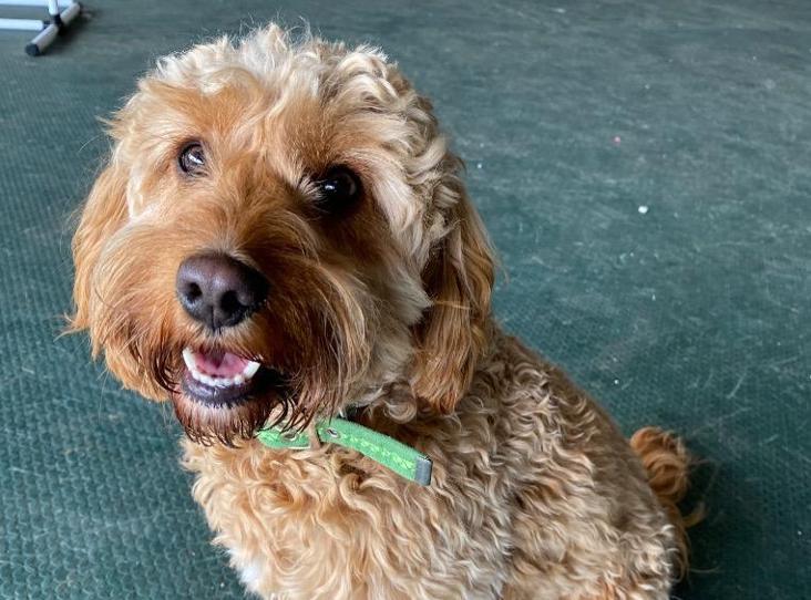 AdoptionsUk's tweet image. Please retweet to help Charlie find a home #Cotswolds #Gloucestershire #England 
Cavapoo aged 11 months, very affectionate, looking for an adult home that has experience of resource guarding,  best as only pet, please read FULL details
DETAILS👇😍🎾
rspca.org.uk/findapet/detai…
#dogs