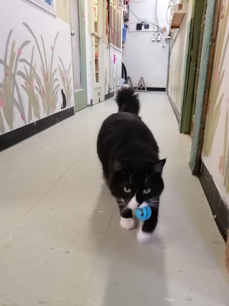 Montreal Animal Rescue Network- no kill 🐈 shelter tweet media