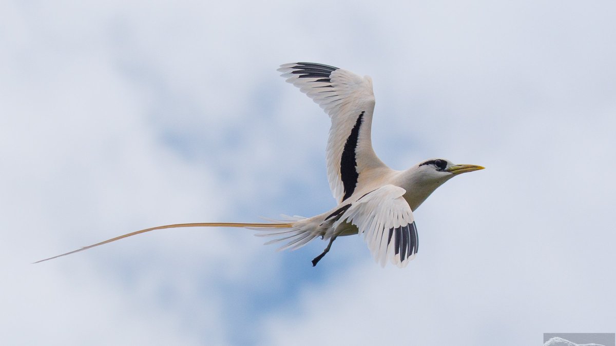 Mauritius Rushes to Reintroduce Threatened Seabirds: “The fact that these islands were all named after seabirds demonstrates how important – or how common – they were at one time”. Now, after restoring their habitat, a project hopes to lure them back. bit.ly/3xrmv5t