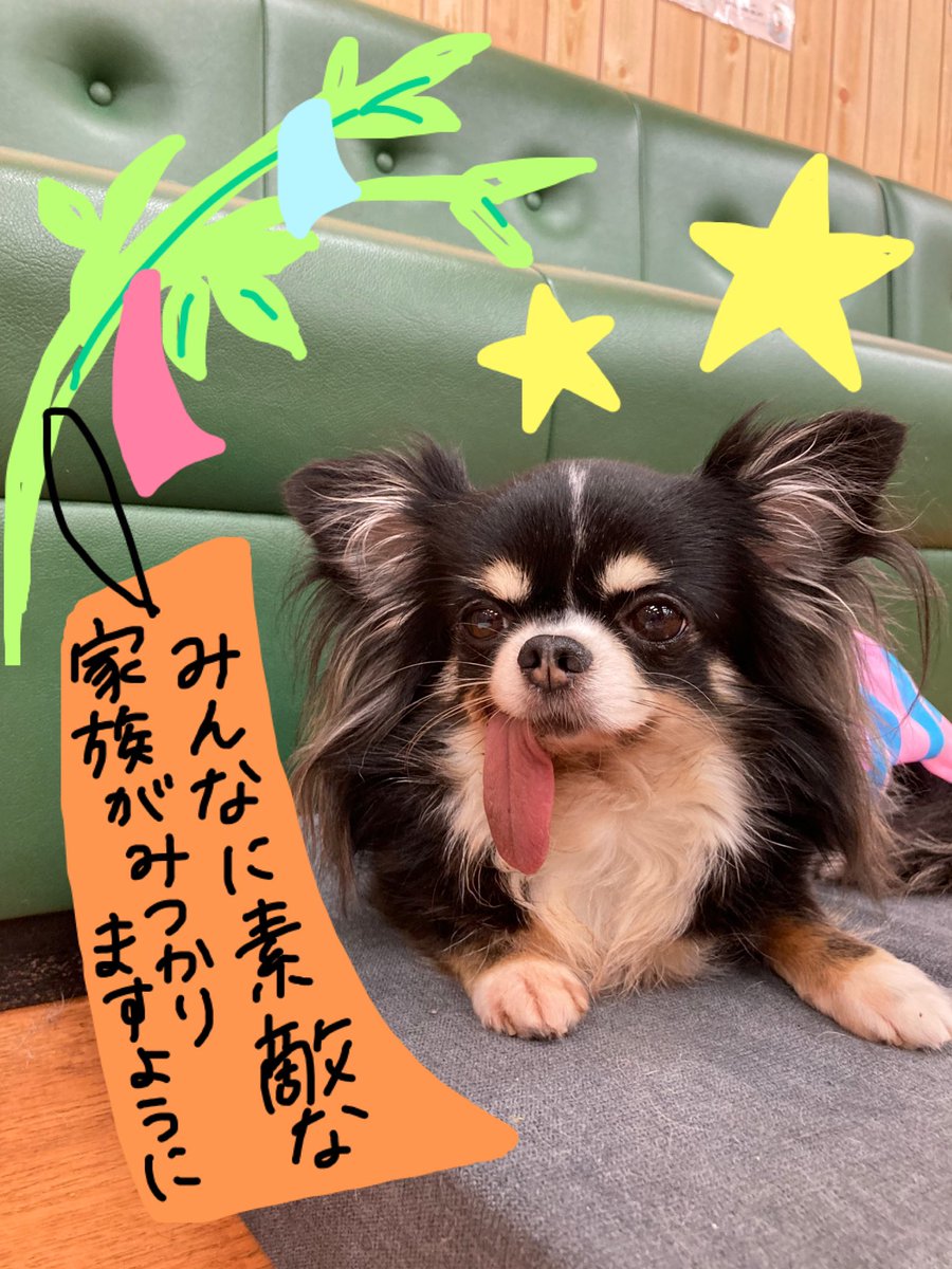 保護犬パーク長居店 屋内ドッグラン トリミングサロン ラブファイブ 保護犬カフェ系列 今日は七夕ですね もう願い事は書かれましたか 笹がないのでイラストで みんなに素敵な家族が見つかり 幸せになりますように 保護犬カフェ 保護犬