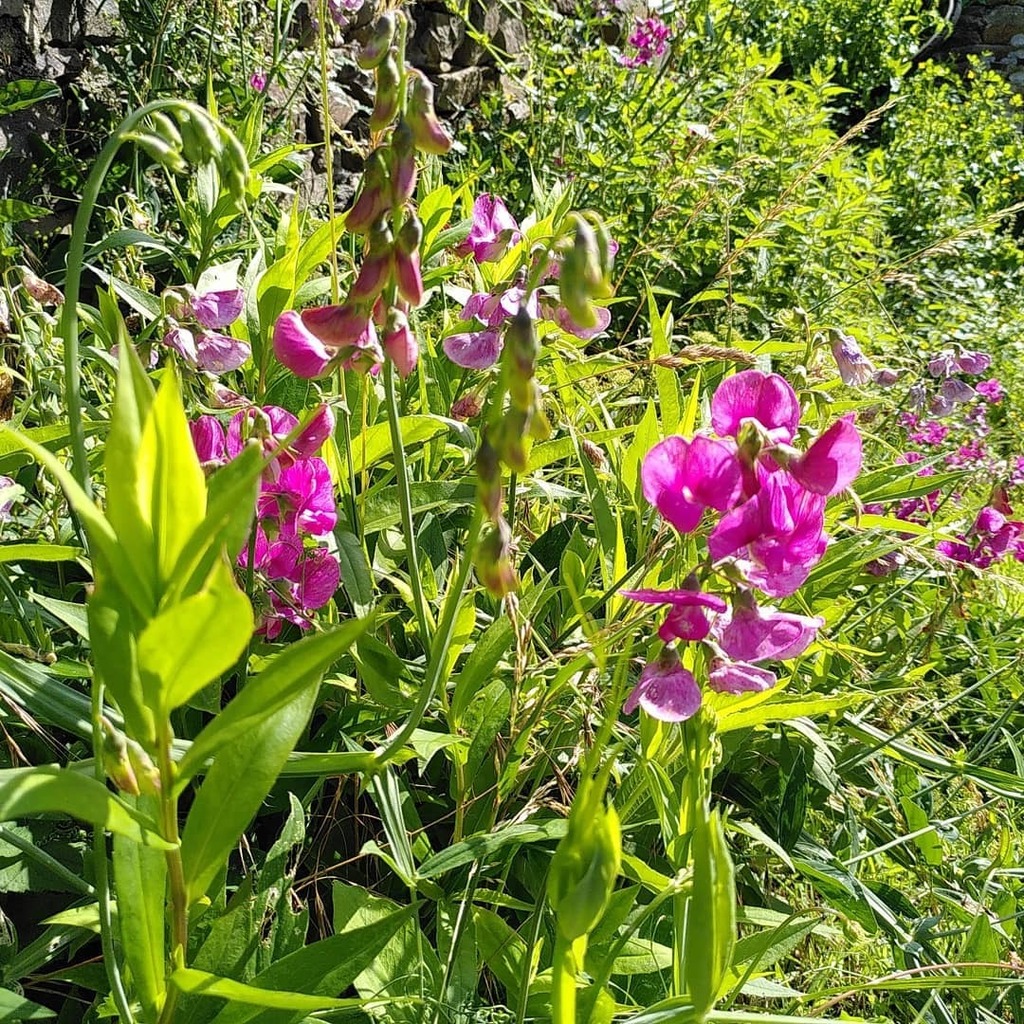 kaelle76's tweet image. After the rain! We finally have some sun after some terrible stormy days, the dog is grateful - she&apos;s not a Dan of the rain, she&apos;s relaxing in the garden, the cat is grateful too... Thankfully the garden even though its taken a beating some flowers still persist.

&amp;lt;3

#frenc…