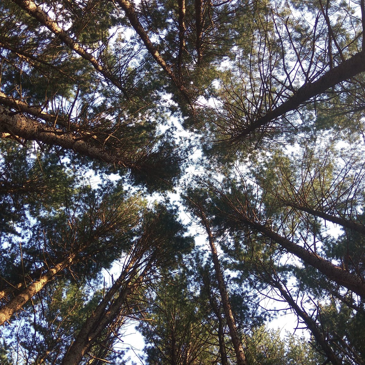 집 앞 숲 바람불면 흔들흔들 엄청 예쁨!

#노마딬 #Nomadik #leathercraft
#핸드메이드 #가죽공예 #선물 #vlog
smartstore.naver.com/nomadik