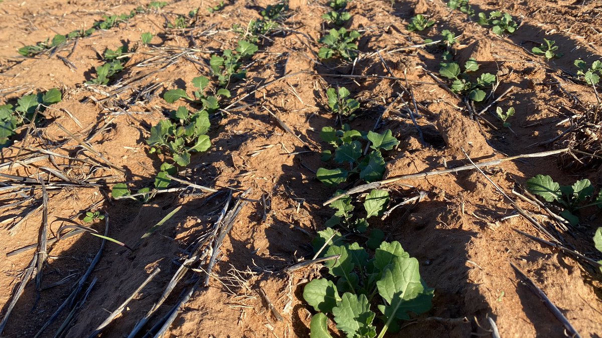 Good afternoon looking over trial at the SARDI Minnipa Agricultural Center, including the FruFlex trial. Despite the late start, thing are looking good. <a href="/RoundupReadyAU/">RoundupReadyCropsAU</a> #BayerTrials