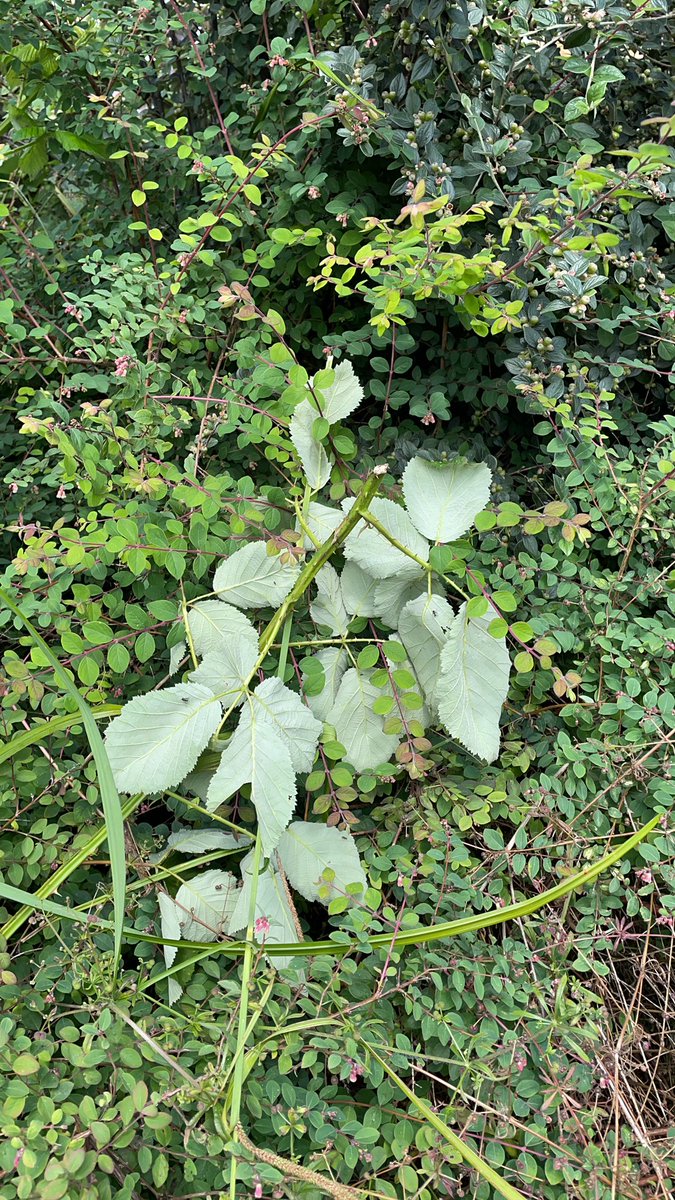 GmaPari's tweet photo. @WSCCNews @apetitouk @WSCCNews  thanks for sending someone to do nothing. Apparently the james guy have been over to clear the bushes. https://t.co/r4Gr9EkJ8F