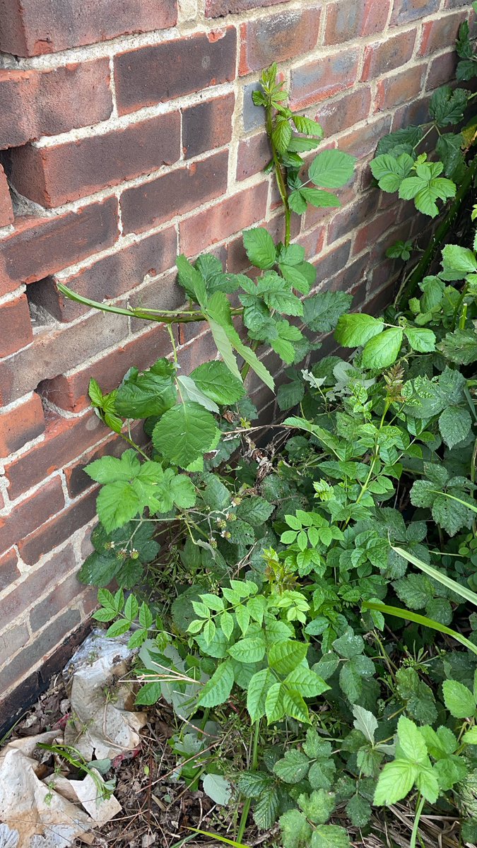 GmaPari's tweet photo. @WSCCNews @apetitouk @WSCCNews  thanks for sending someone to do nothing. Apparently the james guy have been over to clear the bushes. https://t.co/r4Gr9EkJ8F