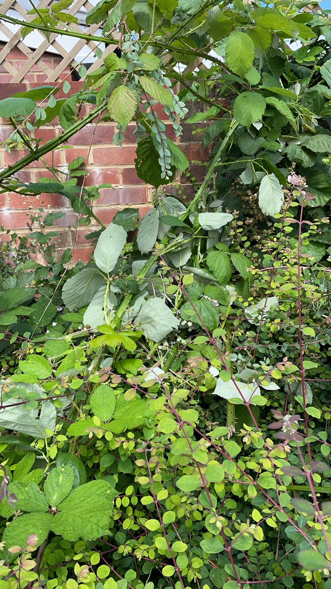 GmaPari's tweet photo. @WSCCNews @apetitouk @WSCCNews  thanks for sending someone to do nothing. Apparently the james guy have been over to clear the bushes. https://t.co/r4Gr9EkJ8F