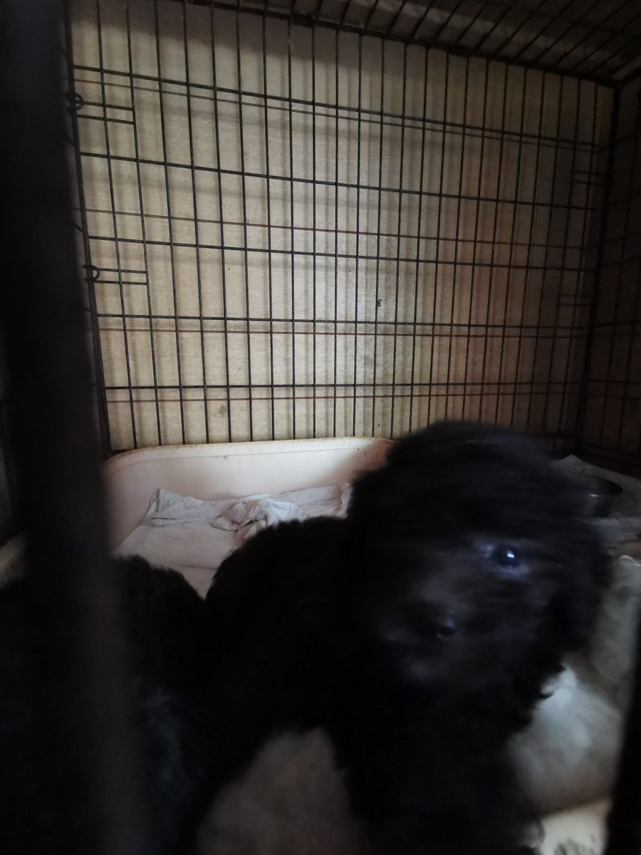 Breeder_Pikkoli's tweet photo. また明日から天気が崩れますU´•ﻌ•`U
気をつけてください┏○ﾍﾟｺｯ
本日は仔犬さん達です（笑）
夕飯もたっくさん食べて、今からスヤスヤ寝る時間ですU´•ﻌ•`U
#トイプードル #トイプー #シルバー #ホワイト #仔犬紹介 #もふもふ https://t.co/yVt0CytADV