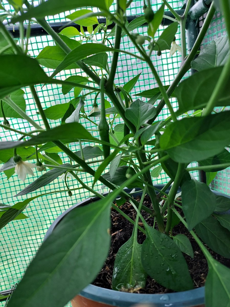 TheHappyPepper's tweet photo. Our chillies are en route, even the Scotch bonnet is starting to flower, with plenty more buds as well! Roll on our first harvest! https://t.co/kWTsjEHWRA