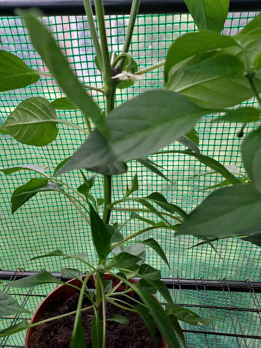 TheHappyPepper's tweet photo. Our chillies are en route, even the Scotch bonnet is starting to flower, with plenty more buds as well! Roll on our first harvest! https://t.co/kWTsjEHWRA