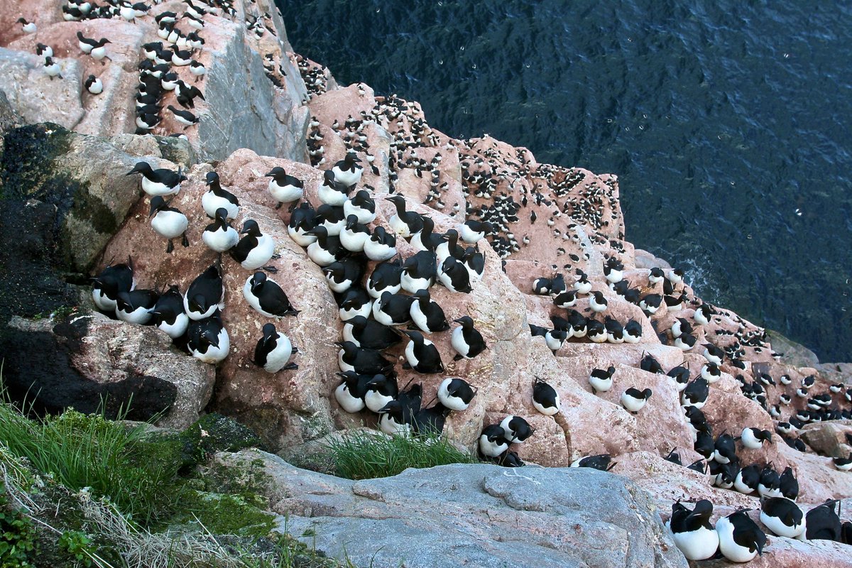 Emily_S_Choy's tweet photo. 3) There has been no research to link #warming temperatures to #heat stress in #murres, & Arctic birds in general. Using flow-through respirometry, we exposed murres to increasing temperatures & measured several physiological traits associated with heat stress. https://t.co/knul5h1x85