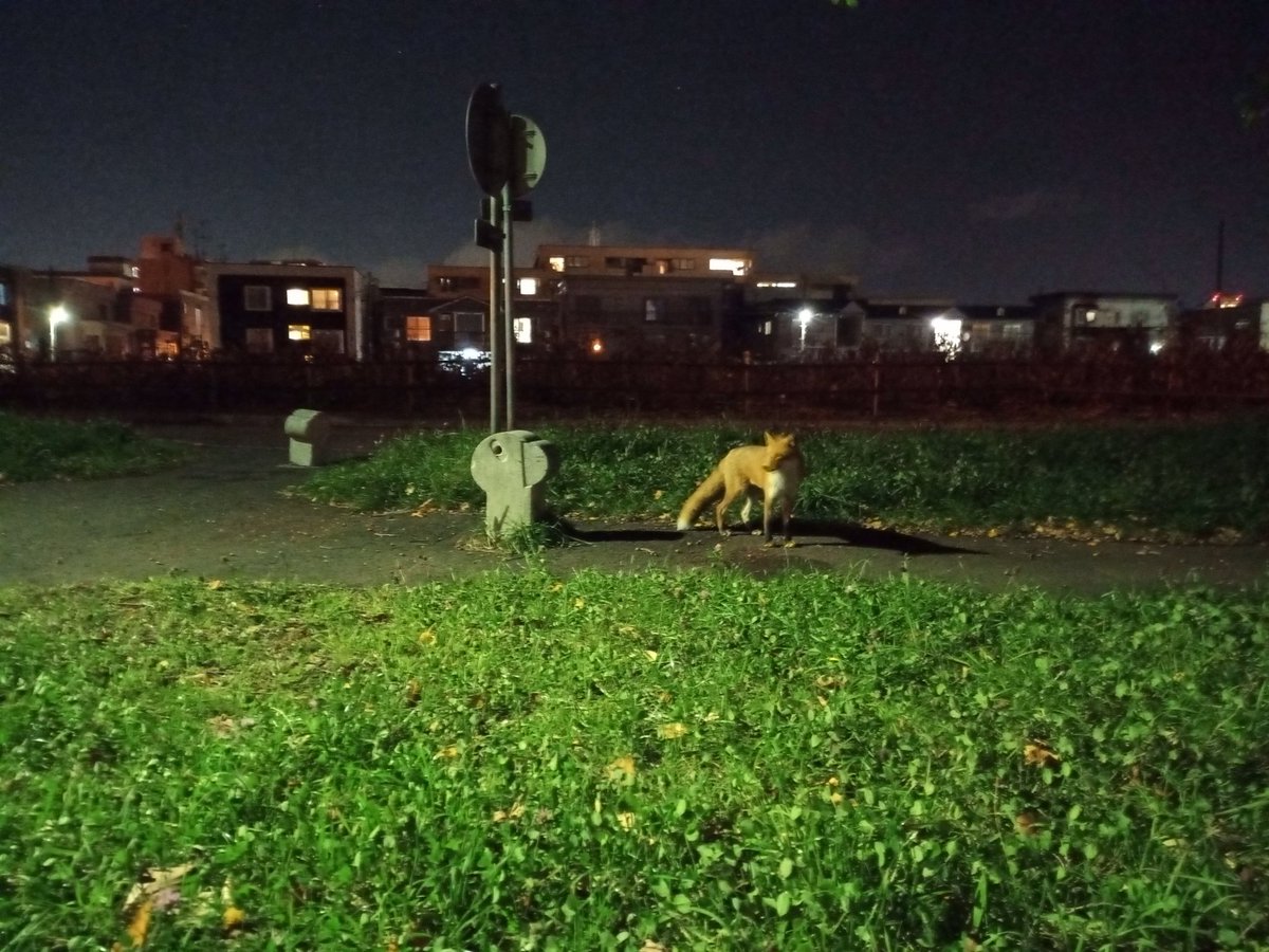berg____jr's tweet photo. 夜散歩していたら狐に遭遇した
寄生虫とかを恐れて近寄らなかったけど、住宅地まで降りてくるんだ https://t.co/C3uOKYjtRF
