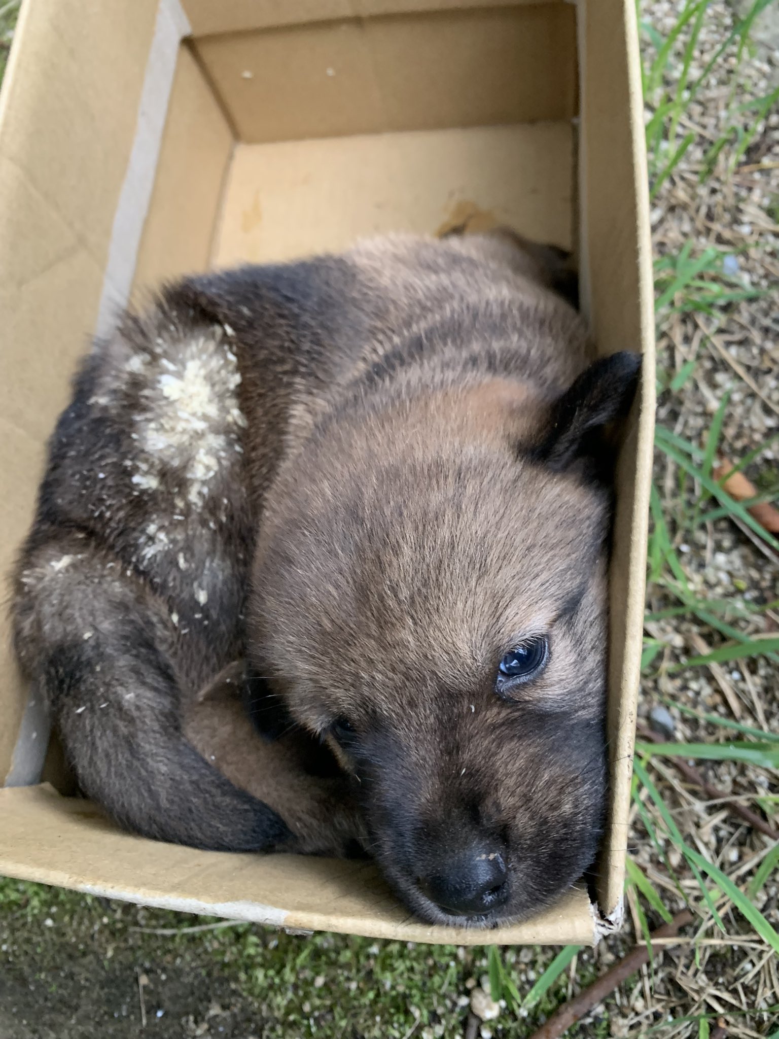 チビ子 Twitterでウジ虫がお尻の穴から這い出してる猫 ちゃん見たことありますが まさか自分がそんな子を保護するとは 白いのがウジ虫と卵 尾っぽの裏側に穴が空いて お尻の穴からも大量に這い出してました とりあえず時間外にかかりつけ医に泣きついて