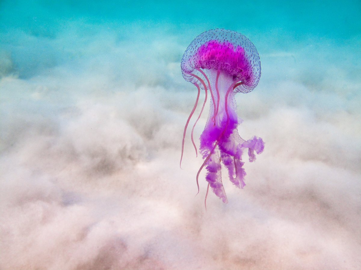 Hey Y'all, would you spare 5 mins to help a @Uni_Gib #marinescience research project assess public perceptions on jellyfish - pls share, thanks in advance surveymonkey.com/r/QV8WJZN #oceandecade #MarSocSci #socsci #marine #coast #policy #marinemanagement