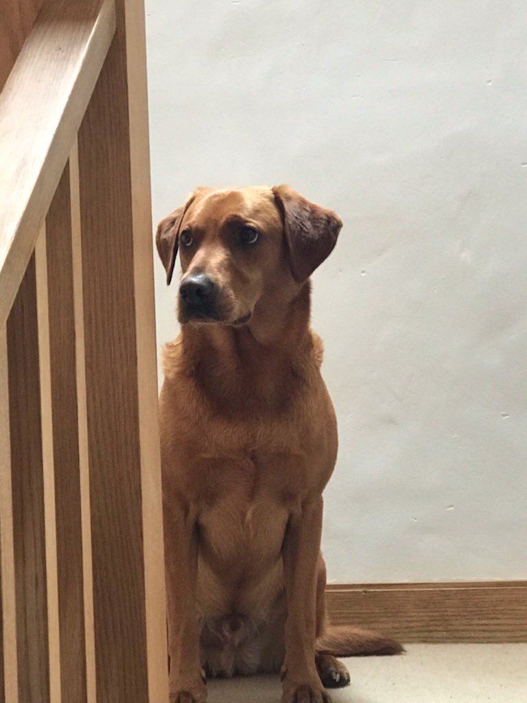 When human isn’t playing ball…