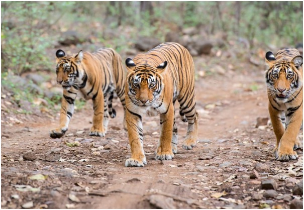 RewildingS's tweet photo. Weโre looking into the social geography of animal reintroductions this week in #Rewildingscience, how human-animal boundaries are co-created by both parties over time, using the example of tiger reintroductions in India #naturerecovery #rewilding @kallidoubleday https://t.co/6BvnPSpeyq