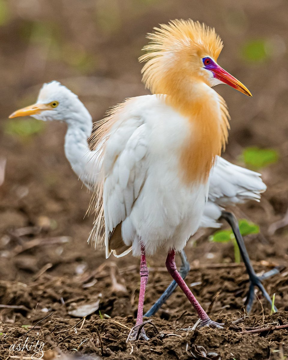 GandhiAshit's tweet photo. #Two4Joy by #luv4wilds
Colourful Cattle Egret.. such a contrasting image!!
@WorldofWilds
#IndiAves @IndiAves @ThePhotoHour @BirdLife_Asia #birdwatching #nikonindia #birdphotography #BBCWildlifePOTD @BirdWatchingMag @NatureIn_Focus @NikonIndia #ThroughYourLens
#BirdsSeenIn2021 https://t.co/TYfLldtQNm