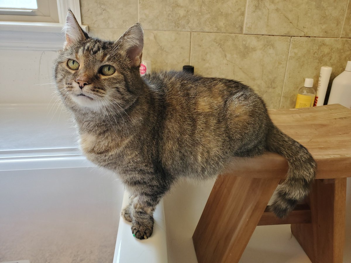 This lovely lil lady spent 5 days in the hospital with no results on a PCR test but after 10 more days of meds (and careful observation in my bathroom) Kikyou is almost ready to be freeeee 🥰