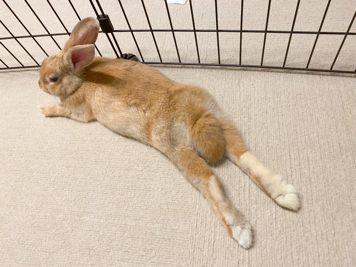 うさぎのウリ坊 ウリ坊リラックス中 こんなに足伸ばすもんなの うさぎ ミニウサギ 赤ちゃんうさぎ うさぎのいる生活 Rabbit Bunny うさぎ好きな方と繋がりたい リラックスうさぎ 伸びうさぎ T Co Ocksfhajsi Twitter