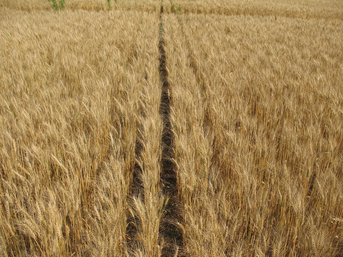 psikkema1's tweet photo. Excellent control of GR Canada fleabane in winter wheat with Infinity and Infinity FX. Left - Weedy Control. Upper right - Infinity. Lower right - Infinity FX. https://t.co/jyV3hObE3I