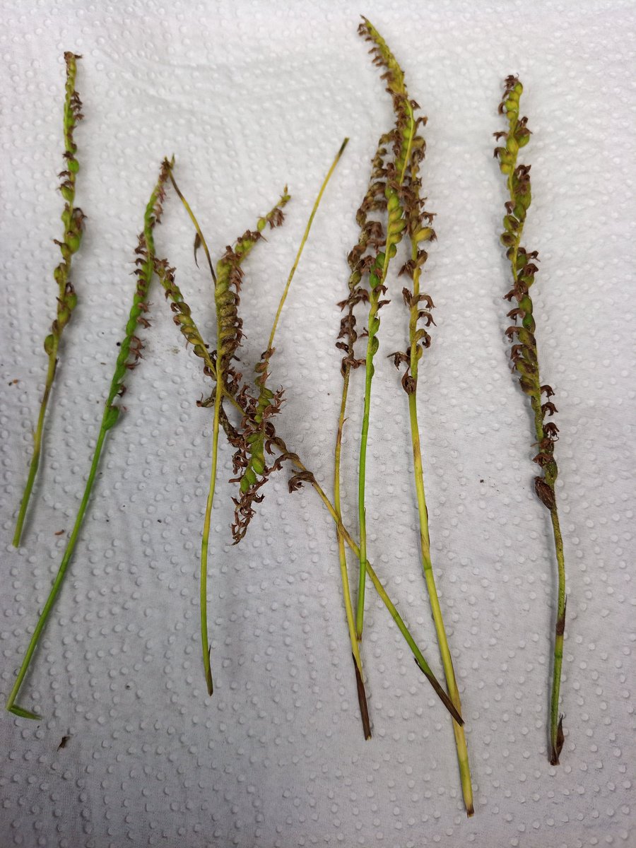 ネジバナって何 Ladys Tresse Twitter