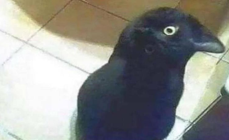 MeanwhileinCana's tweet photo. Good morning!
See how awake you are with this little test.
Bird or cat? https://t.co/VVc32DMqed