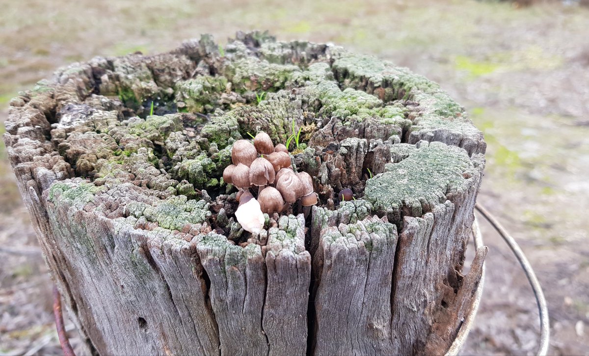 Paradoxa18's tweet image. Every nook
#tinynature