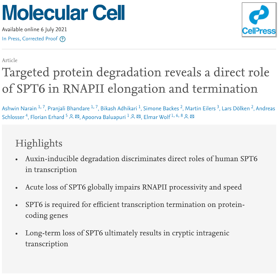 ashwin_narain's tweet photo. Excited to share the details of our story on #histone chaperone SPT6 and its direct role in #transcription studied using #TPD #genomics and #proteomics  @MolecularCell.
We found SPT6 not only has a role in RNAPII processivity but also influences RNAPII termination globally
🧵 https://t.co/90VojHc44s