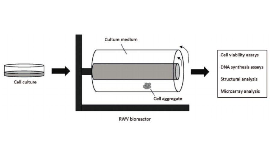 Artificial Organs (@artiforgans) on Twitter photo #ArtificialTissue creation under #Microgravity conditions: Considerations and future applications 👇
bit.ly/2UuISbu
<a href="/vishyswaz/">Vishyswaz</a> <a href="/grace_bechtel/">Grace Bechtel</a> <a href="/JeffersonUniv/">Thomas Jefferson University</a> <a href="/ResearchAtJeff/">Jefferson Research</a> <a href="/TJUHospital/">Jefferson Health</a> <a href="/Princeton/">Princeton University</a>
#ArtificalTissues #TissueEngineering #ArtificialTissue creation under #Microgravity conditions: Considerations and future applications 👇
bit.ly/2UuISbu
<a href="/vishyswaz/">Vishyswaz</a> <a href="/grace_bechtel/">Grace Bechtel</a> <a href="/JeffersonUniv/">Thomas Jefferson University</a> <a href="/ResearchAtJeff/">Jefferson Research</a> <a href="/TJUHospital/">Jefferson Health</a> <a href="/Princeton/">Princeton University</a>
#ArtificalTissues #TissueEngineering