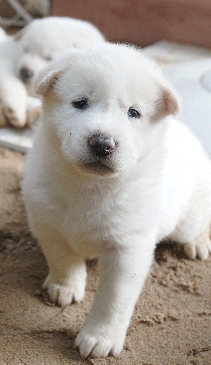 NSrizuk's tweet photo. SNOW🌨🤍🐩🐩🐩🐩🐩🐩🐩🐩 https://t.co/MwrnVCrgCf
