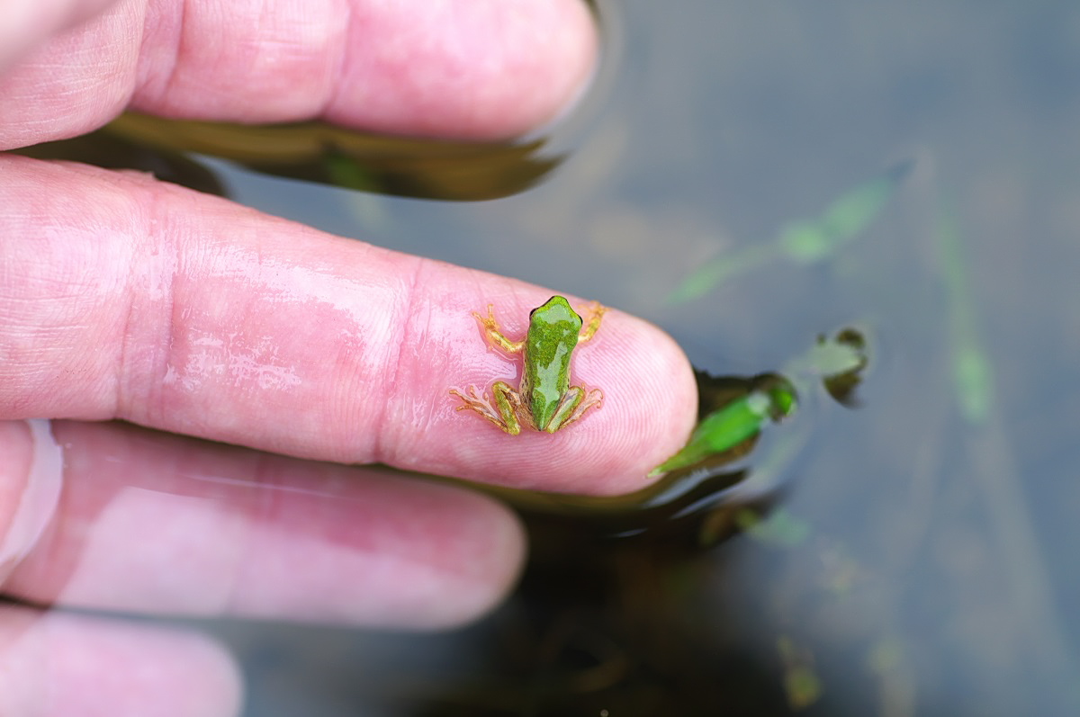 もも オタマからカエルになったばかりのアマガエルはとても小さい 3枚目のお腹ぽんぽこの成体と比べると大きさの違いが判る 7 3 T Co 1gjysqc8j9 Twitter